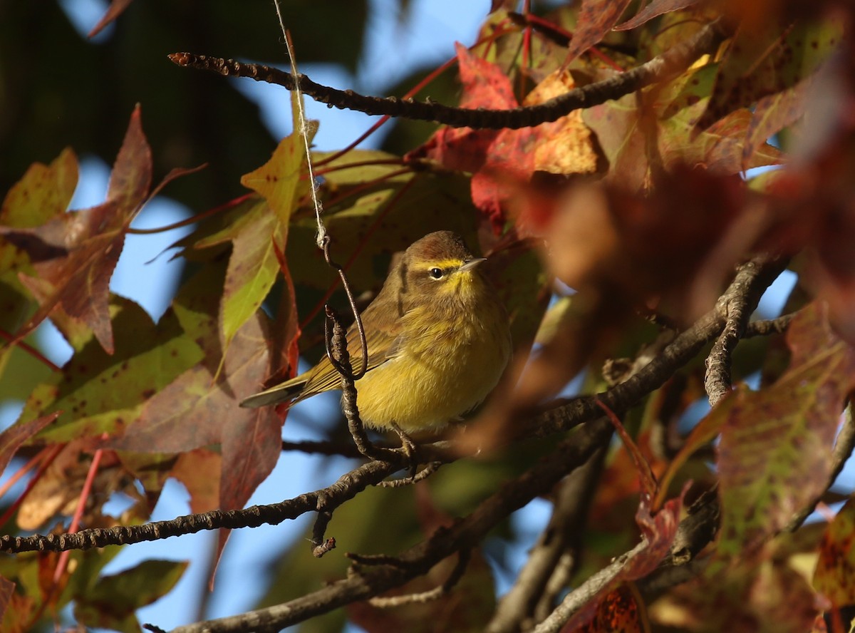 Palm Warbler (Yellow) - ML644079650