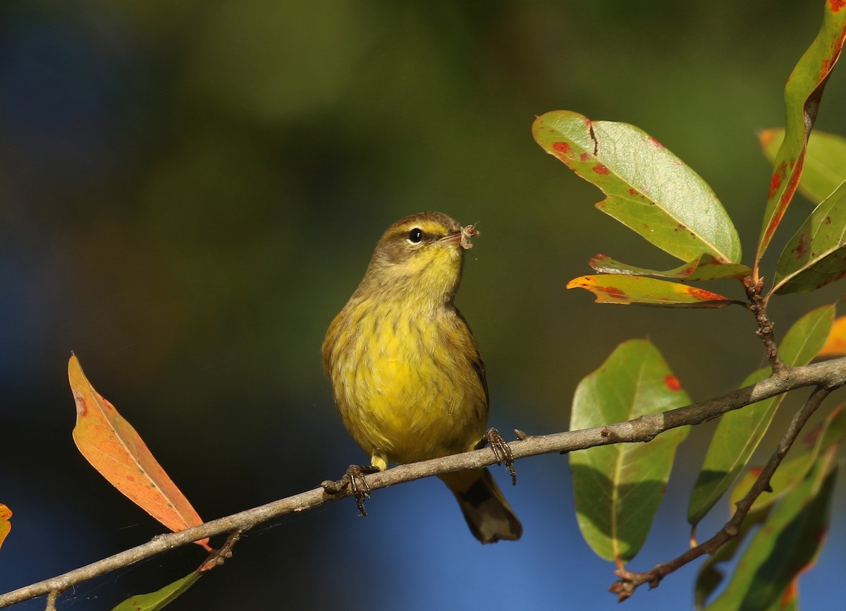 Palm Warbler (Yellow) - ML644079651