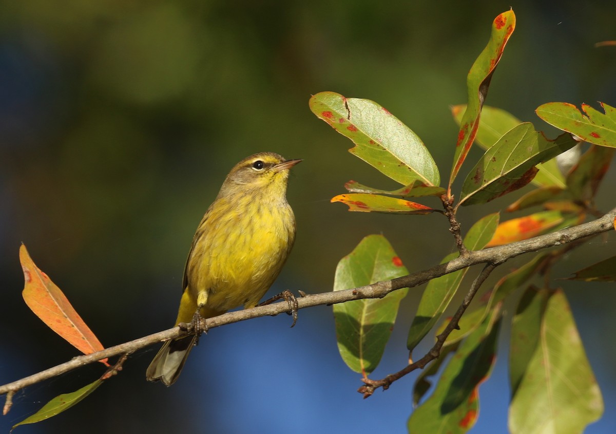 Palm Warbler (Yellow) - ML644079652