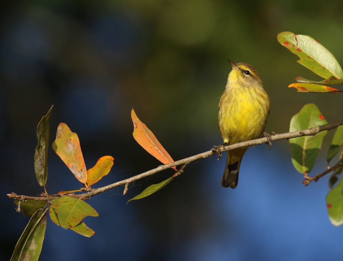 Palm Warbler (Yellow) - ML644079653