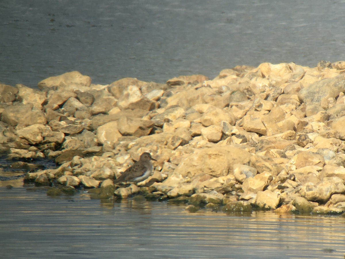 Temminck's Stint - ML644079661