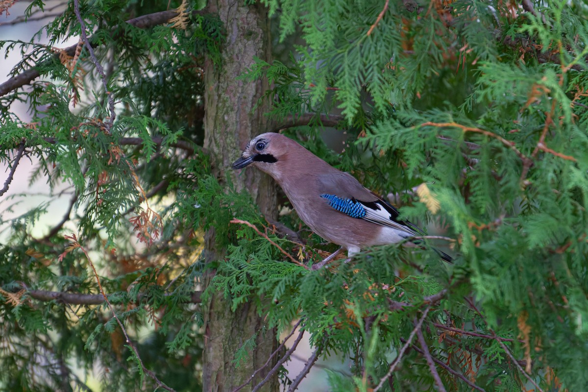 Eurasian Jay - ML644079663