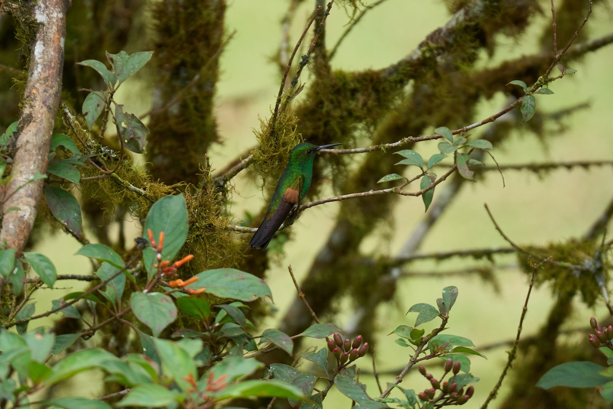 Colibri à épaulettes - ML644079673