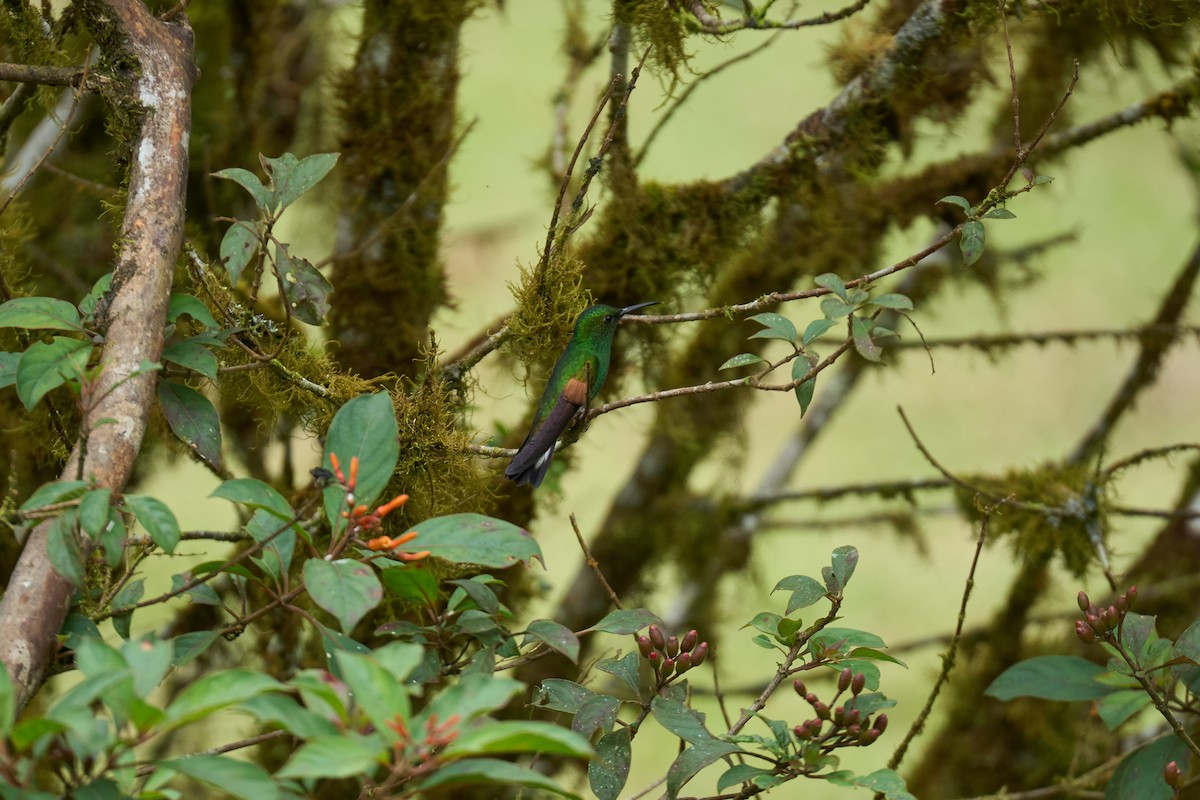 Colibri à épaulettes - ML644079674
