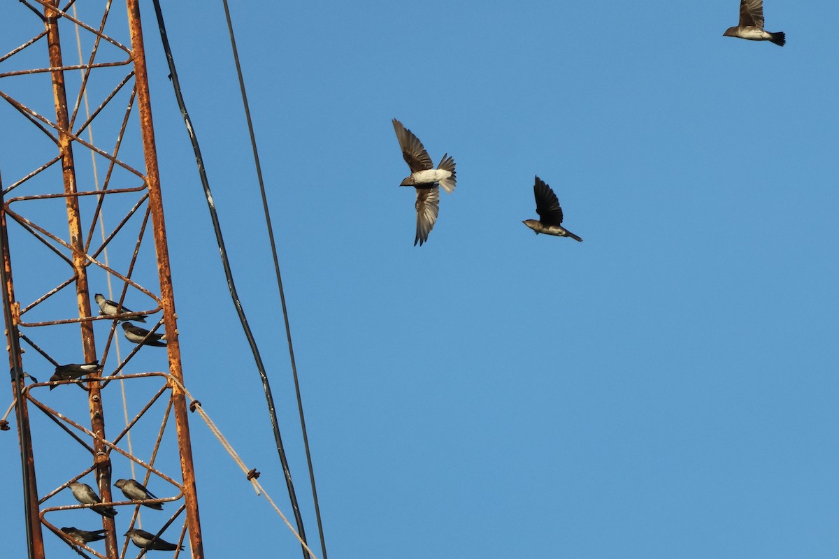 Gray-breasted Martin - ML644079676