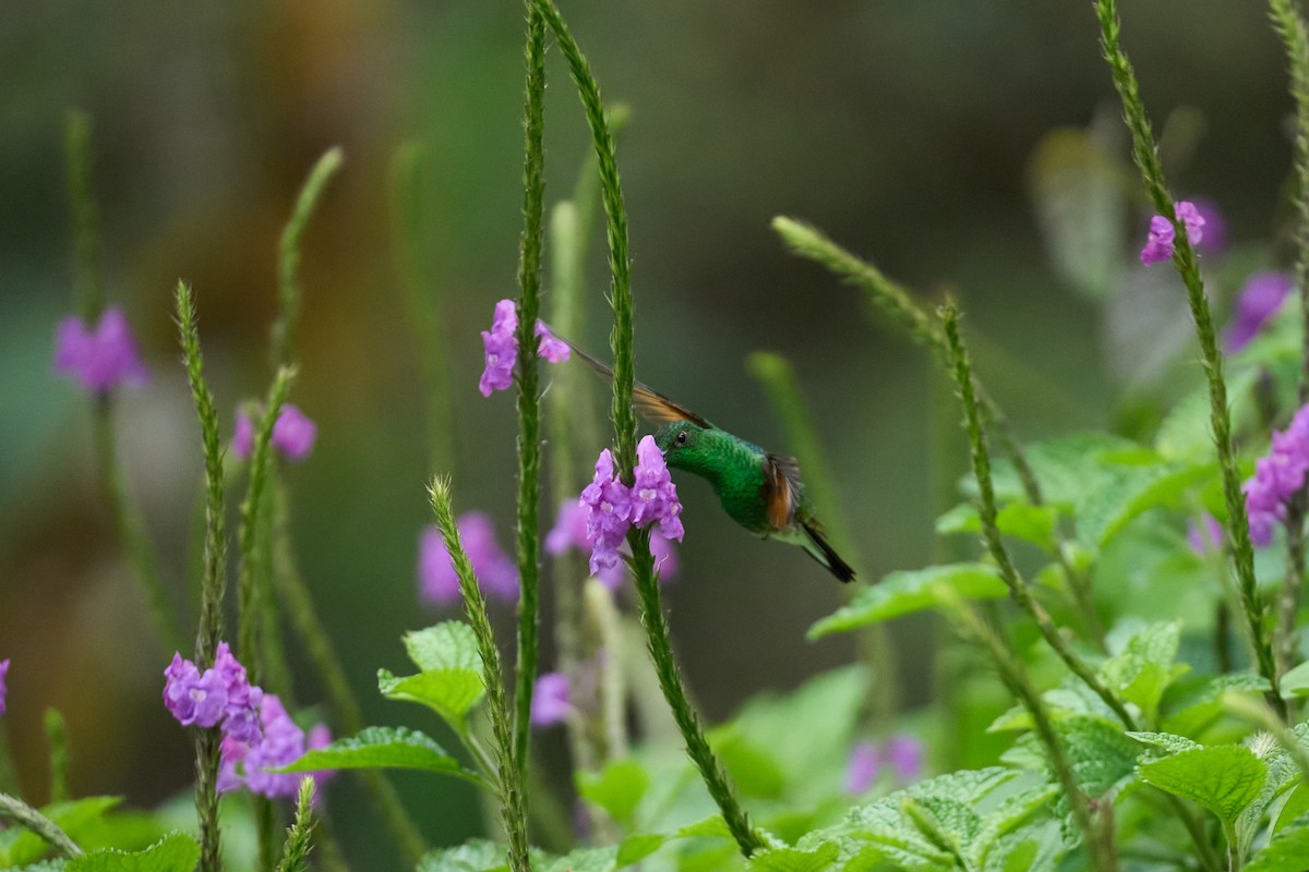 Colibri à épaulettes - ML644079677