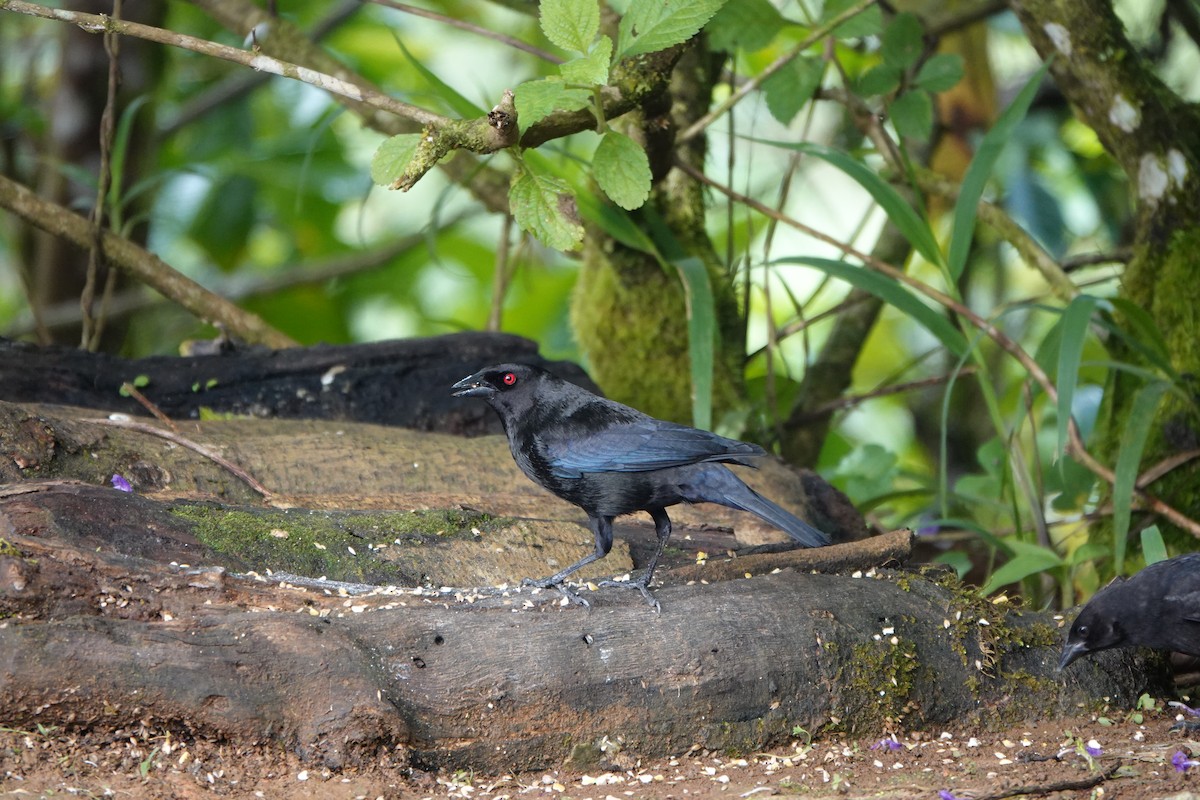Bronzed Cowbird - ML644079678