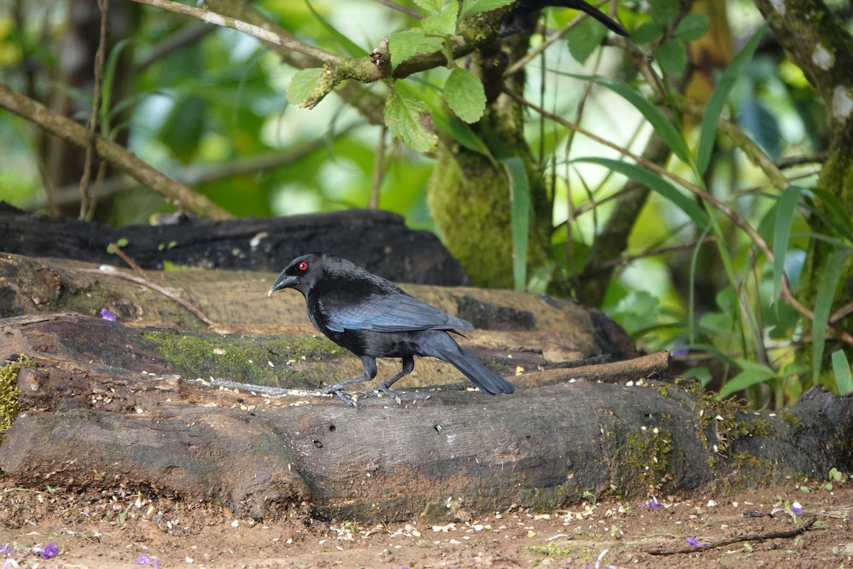 Bronzed Cowbird - ML644079679