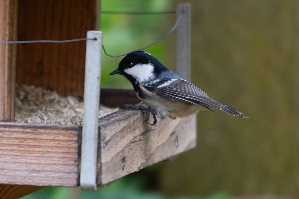 Coal Tit - ML644079681