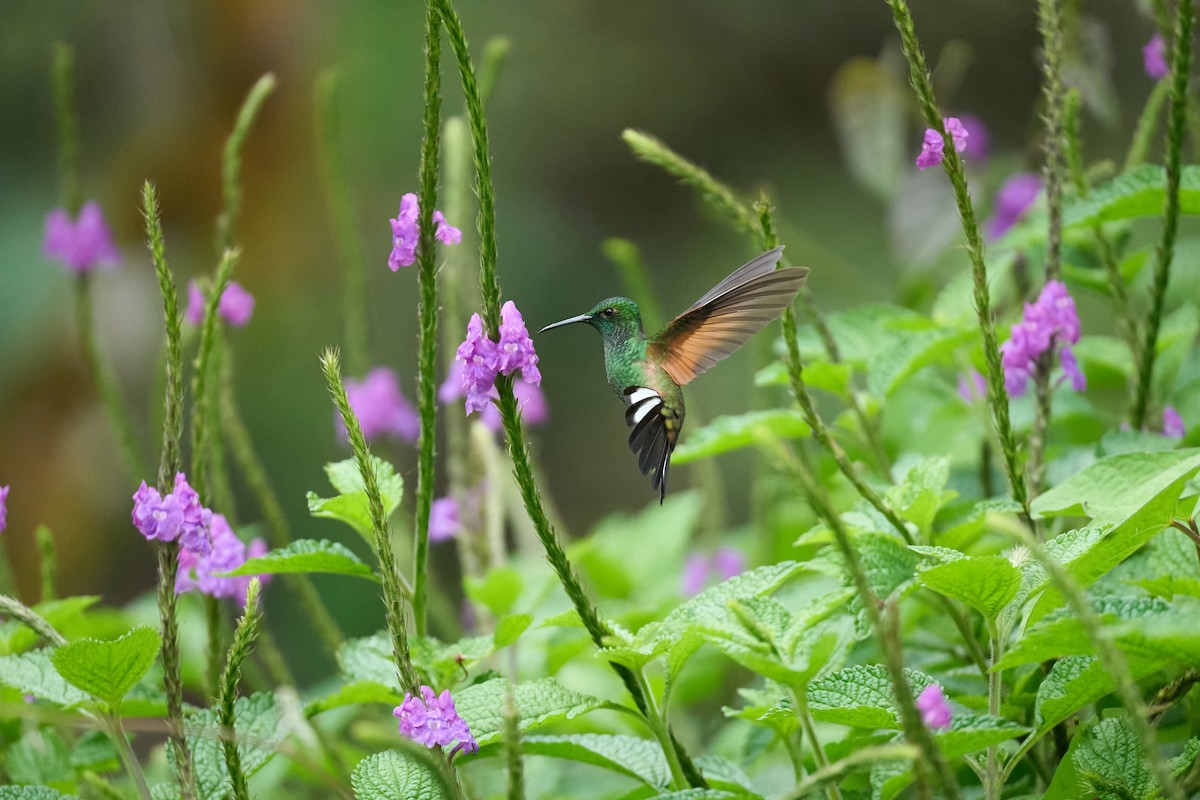 Colibri à épaulettes - ML644079682