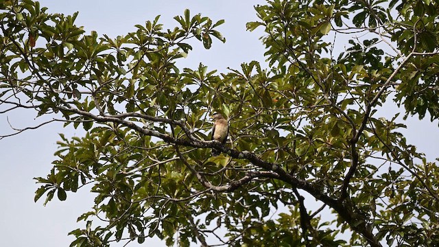 Serpentaire des Nicobar - ML644079683