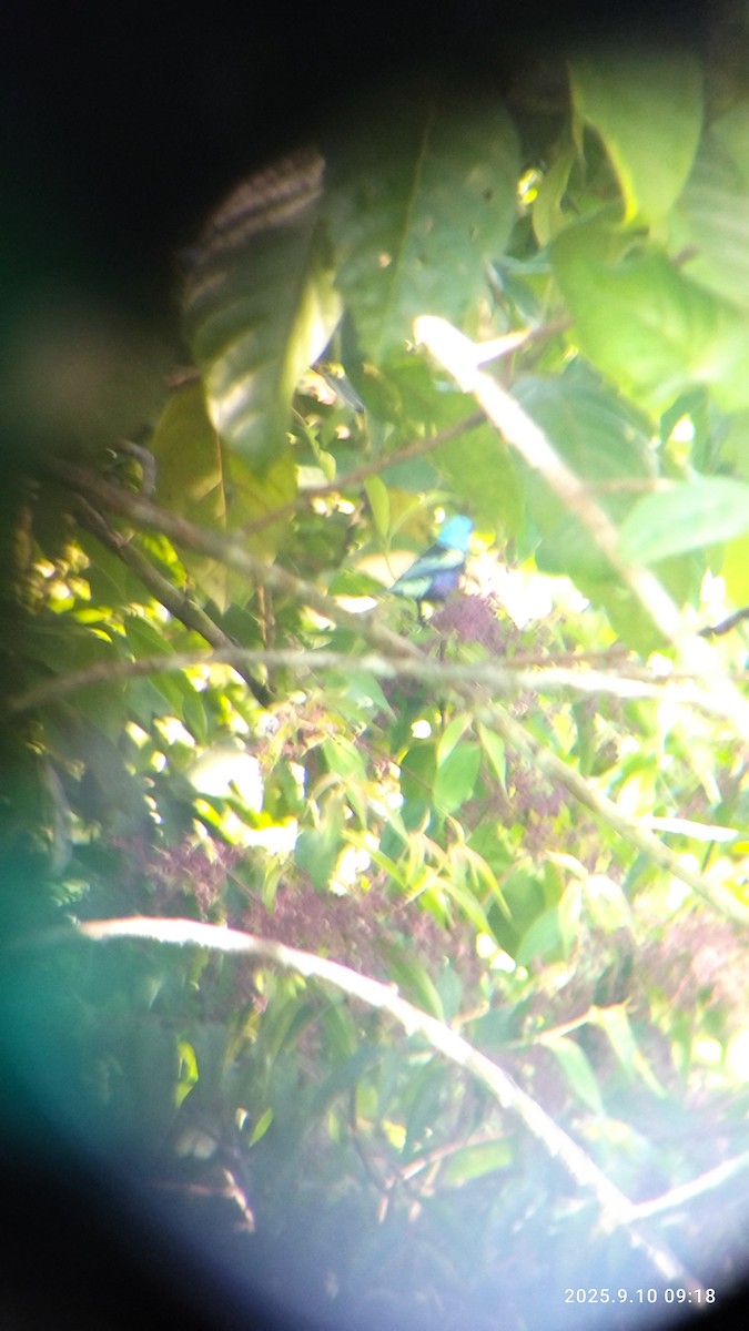 Blue-necked Tanager - ML644079684