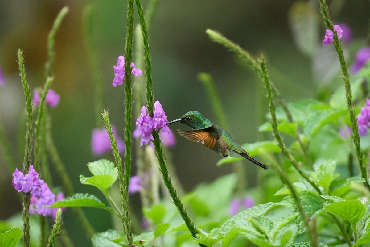 Colibri à épaulettes - ML644079685