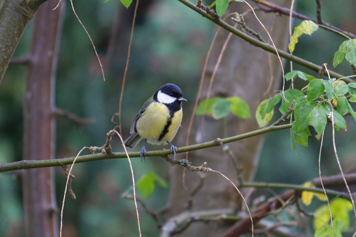 Great Tit - ML644079687