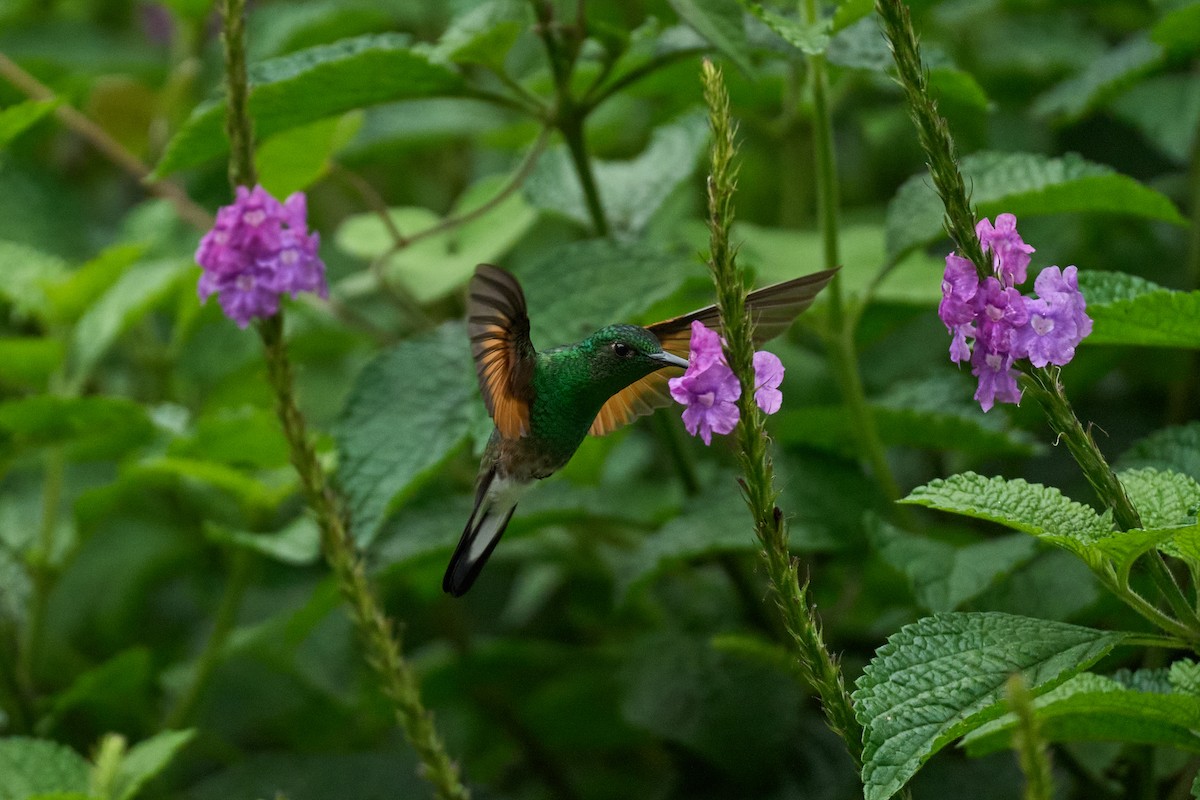 Colibri à épaulettes - ML644079689
