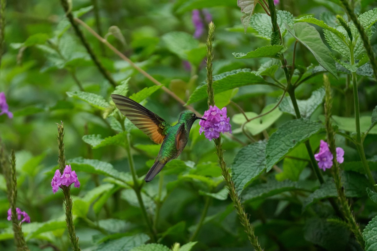 Colibri à épaulettes - ML644079690