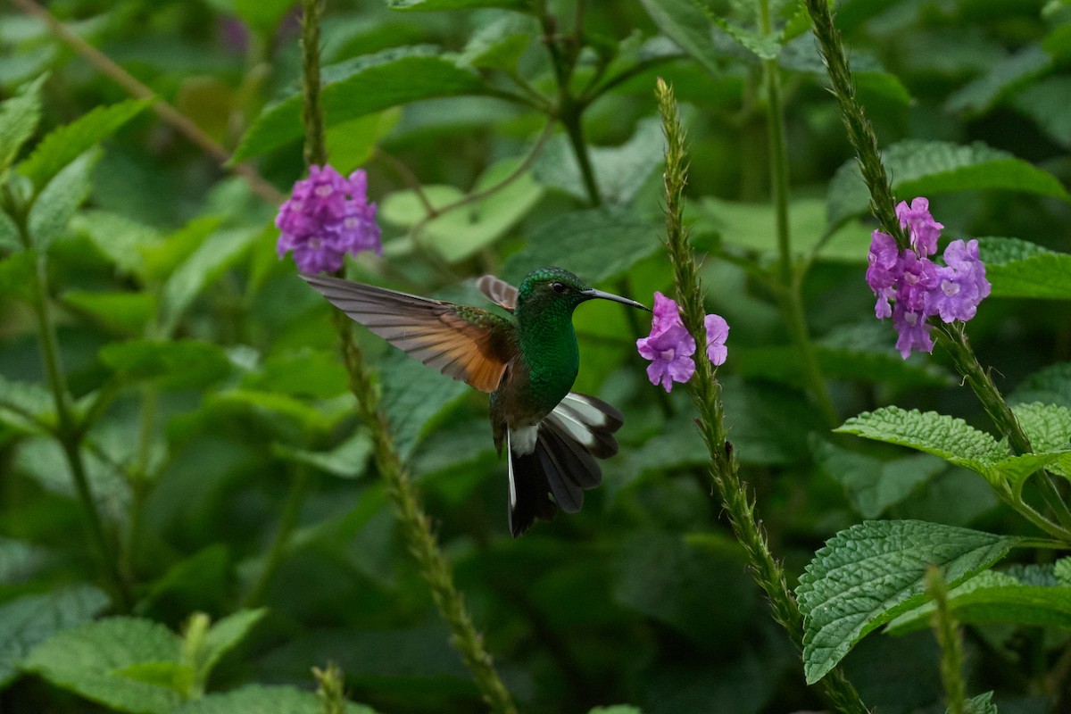 Colibri à épaulettes - ML644079691