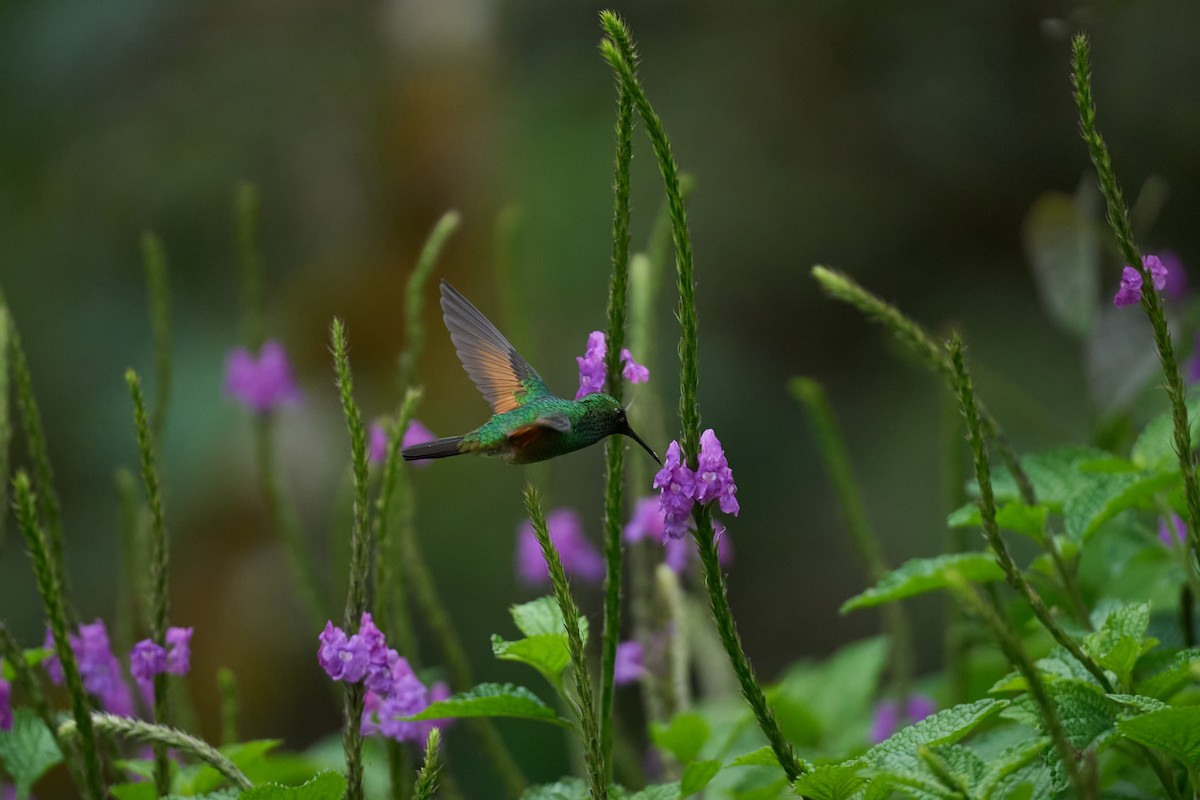 Colibri à épaulettes - ML644079692