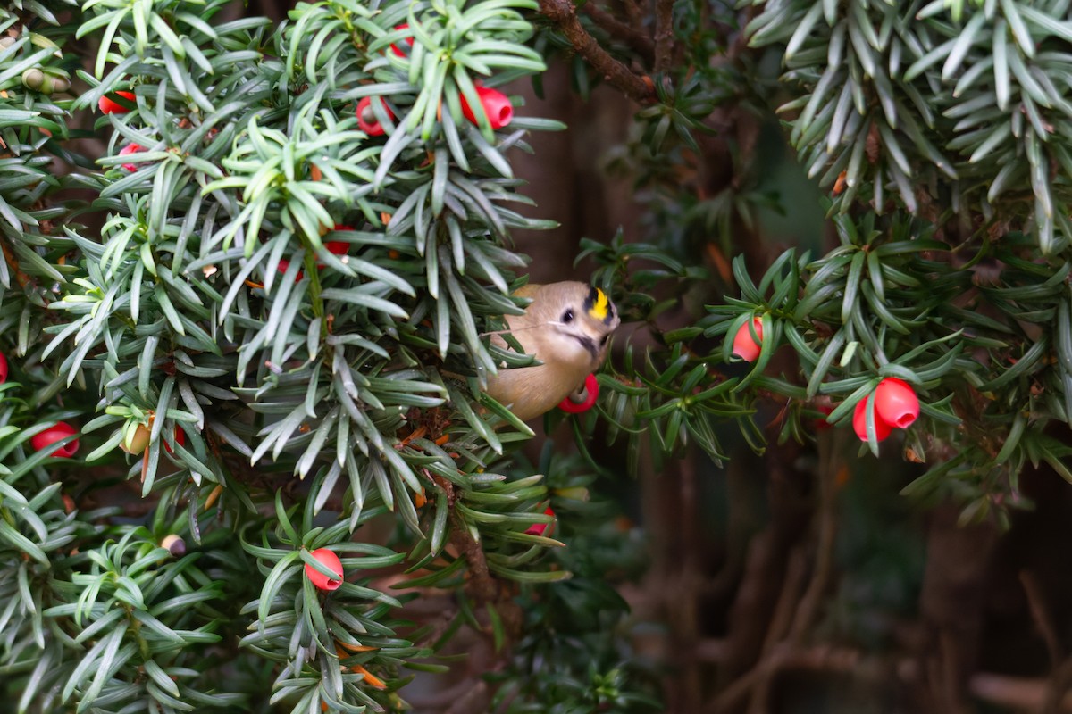 Goldcrest - ML644079693