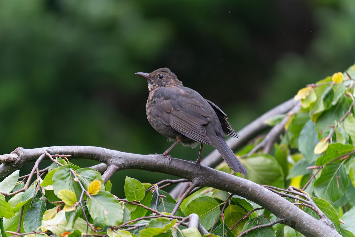 Eurasian Blackbird - ML644079718