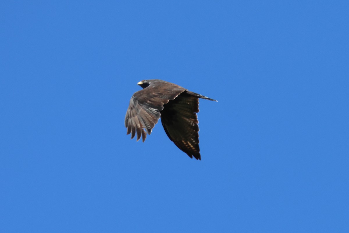 Zone-tailed Hawk - ML644079719