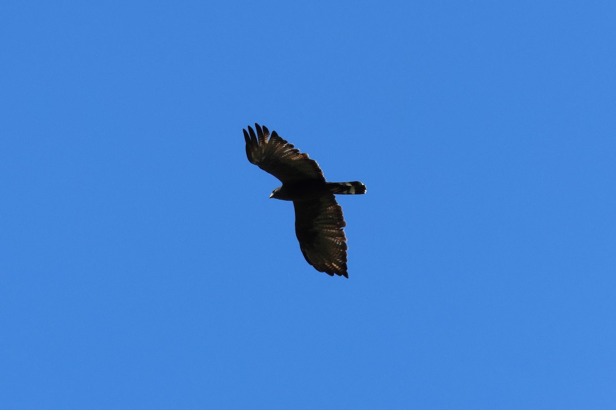 Zone-tailed Hawk - ML644079721