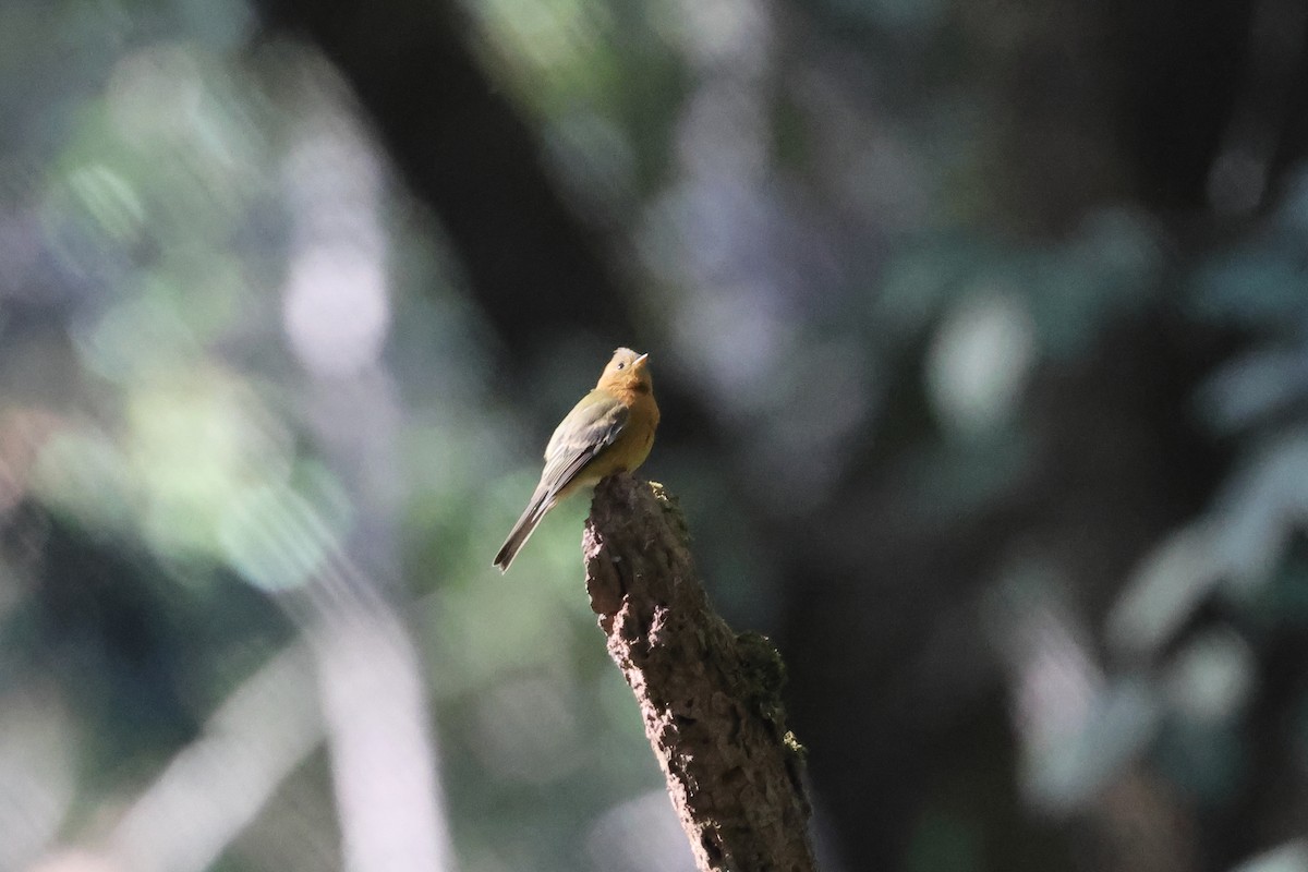 Tufted Flycatcher - ML644079727