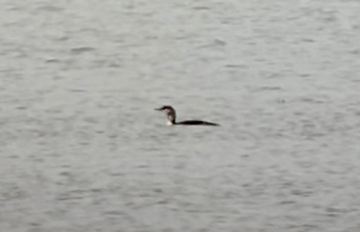 Red-throated Loon - ML644079746