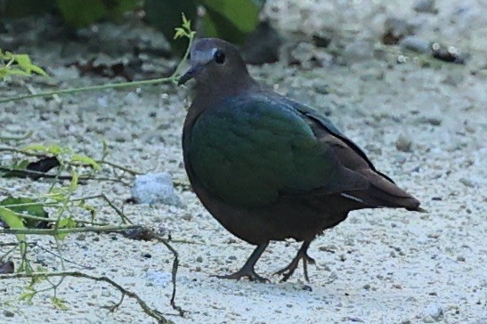 Asian Emerald Dove - ML644079748