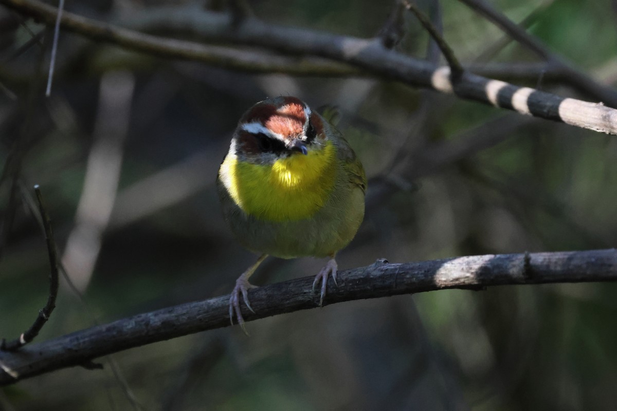 アカボウシアメリカムシクイ - ML644079765