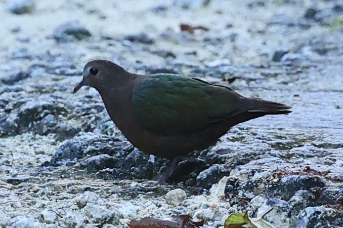 Asian Emerald Dove - ML644079768