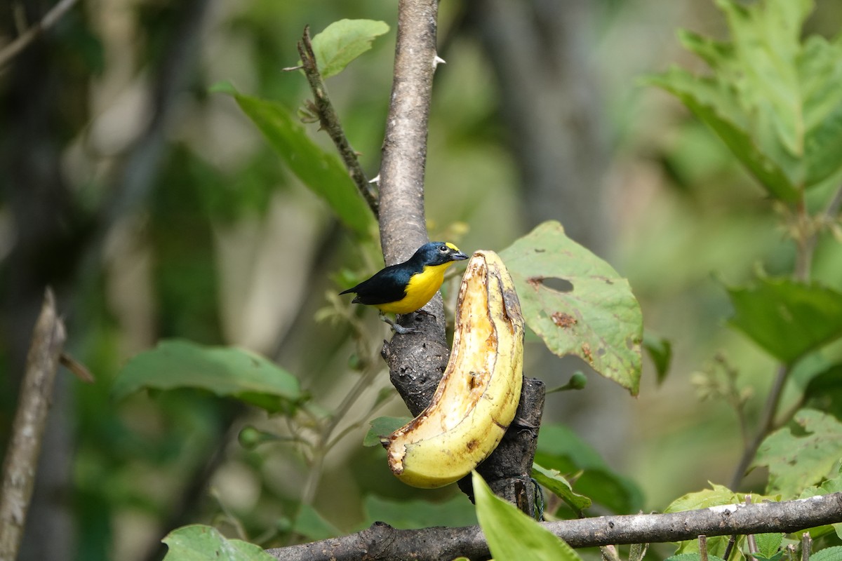 gulstrupeeufonia - ML644079770