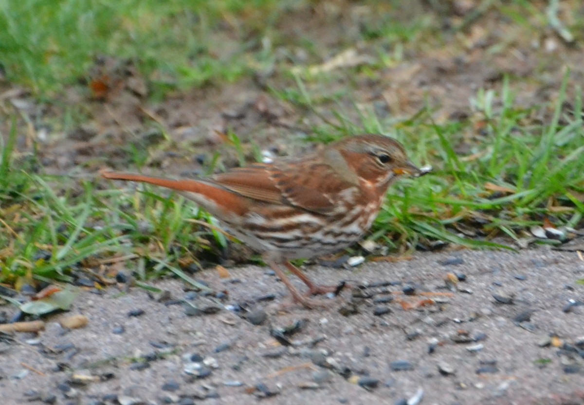 Fox Sparrow - ML644079771