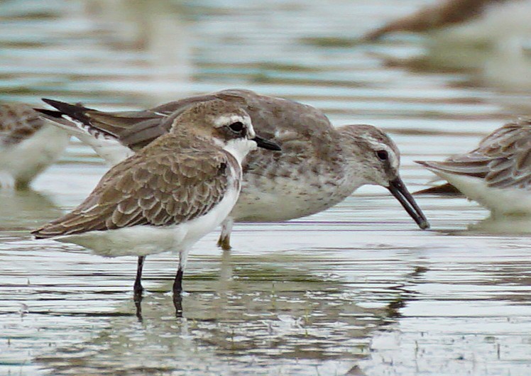 polarsnipe - ML644079788