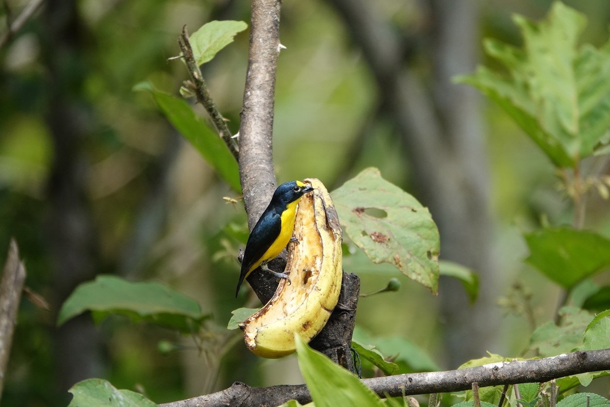 gulstrupeeufonia - ML644079790