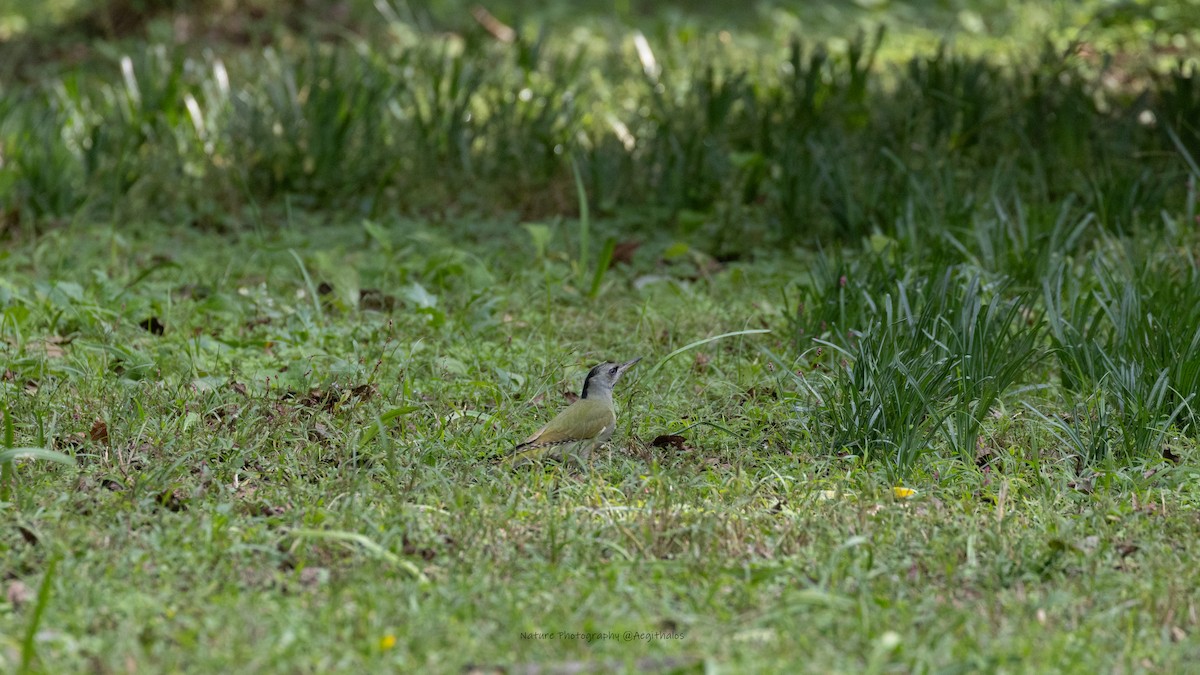 Gray-headed Woodpecker - ML644079797