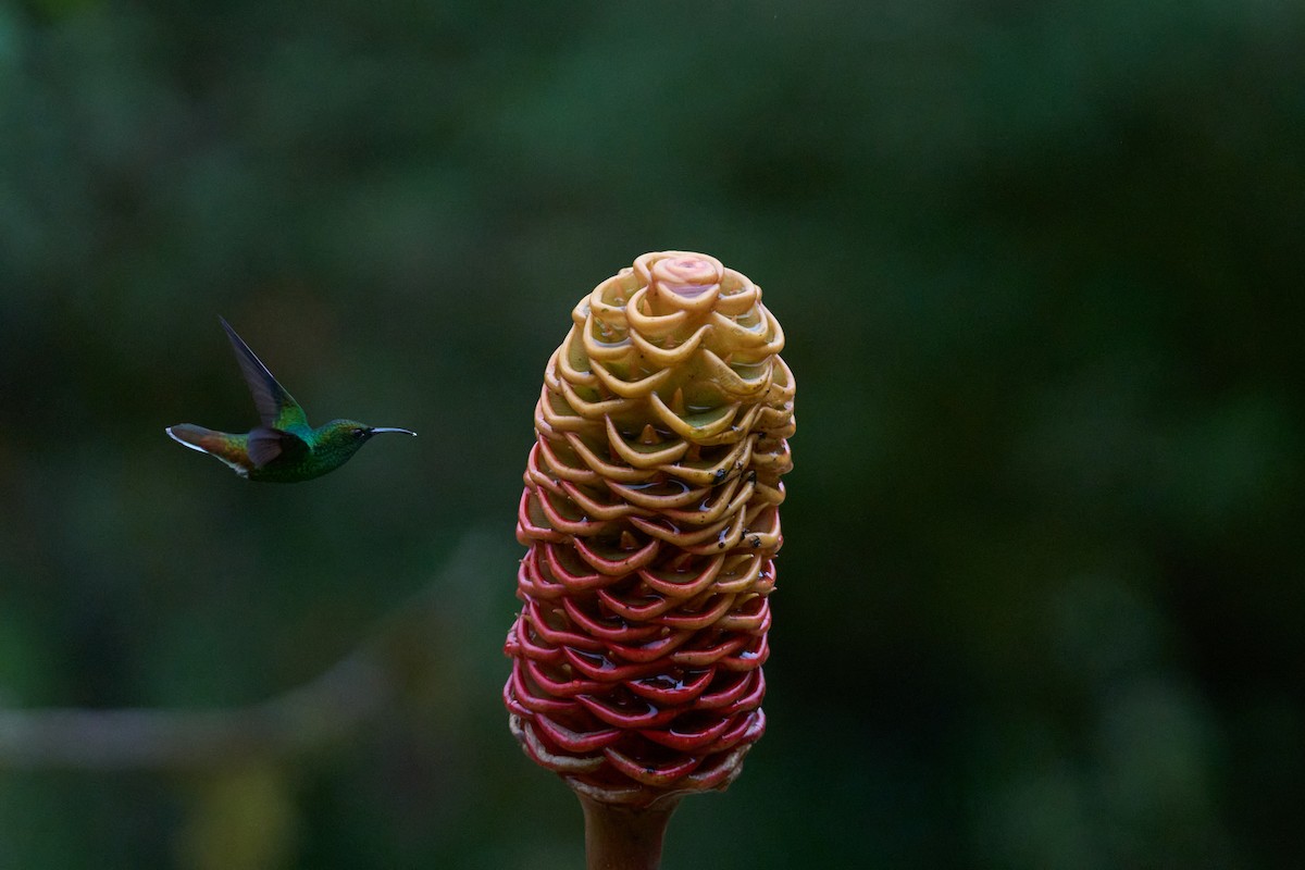 Colibri à tête cuivrée - ML644079799