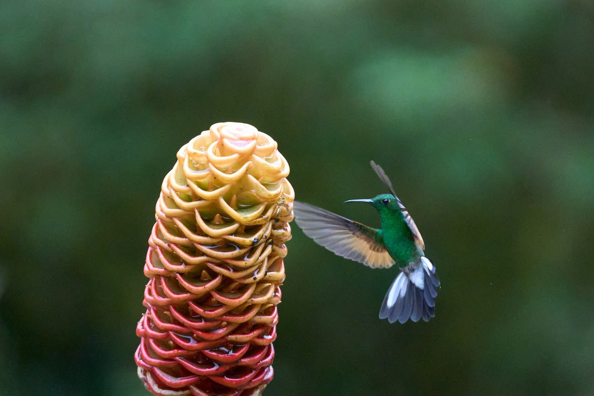 Stripe-tailed Hummingbird - ML644079800