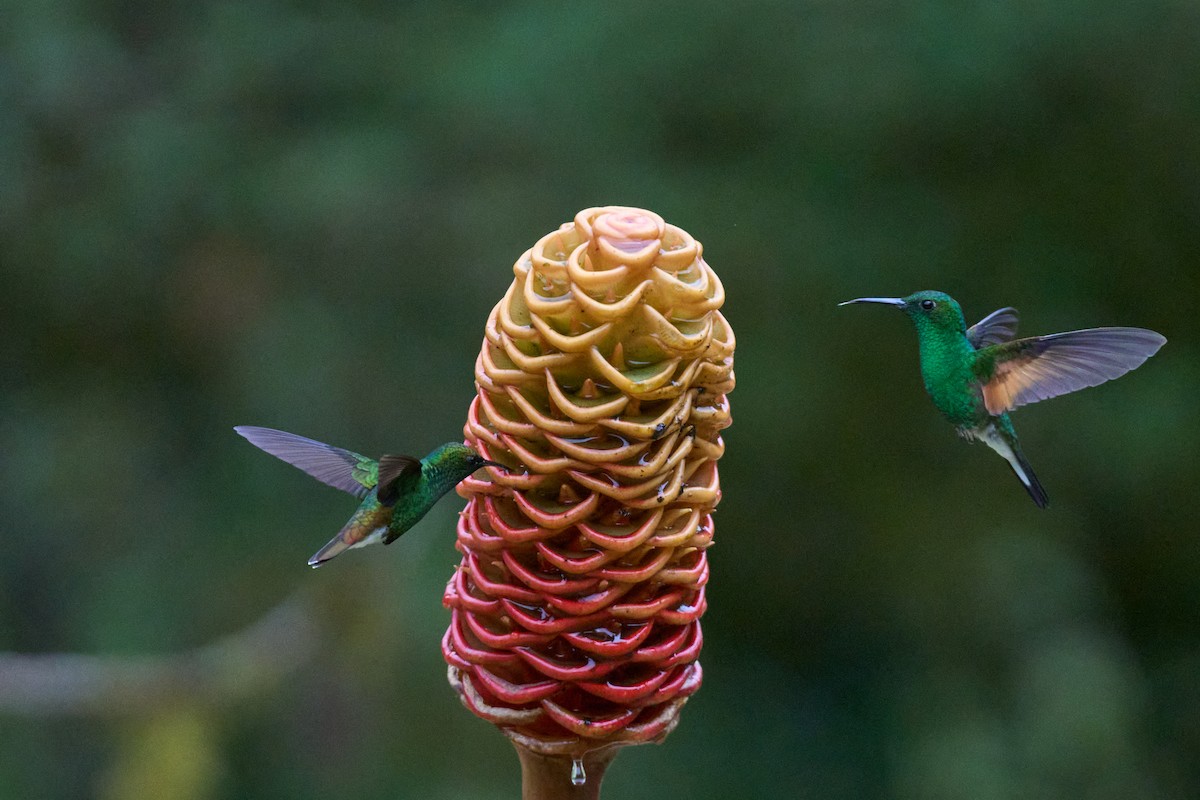 Stripe-tailed Hummingbird - ML644079801