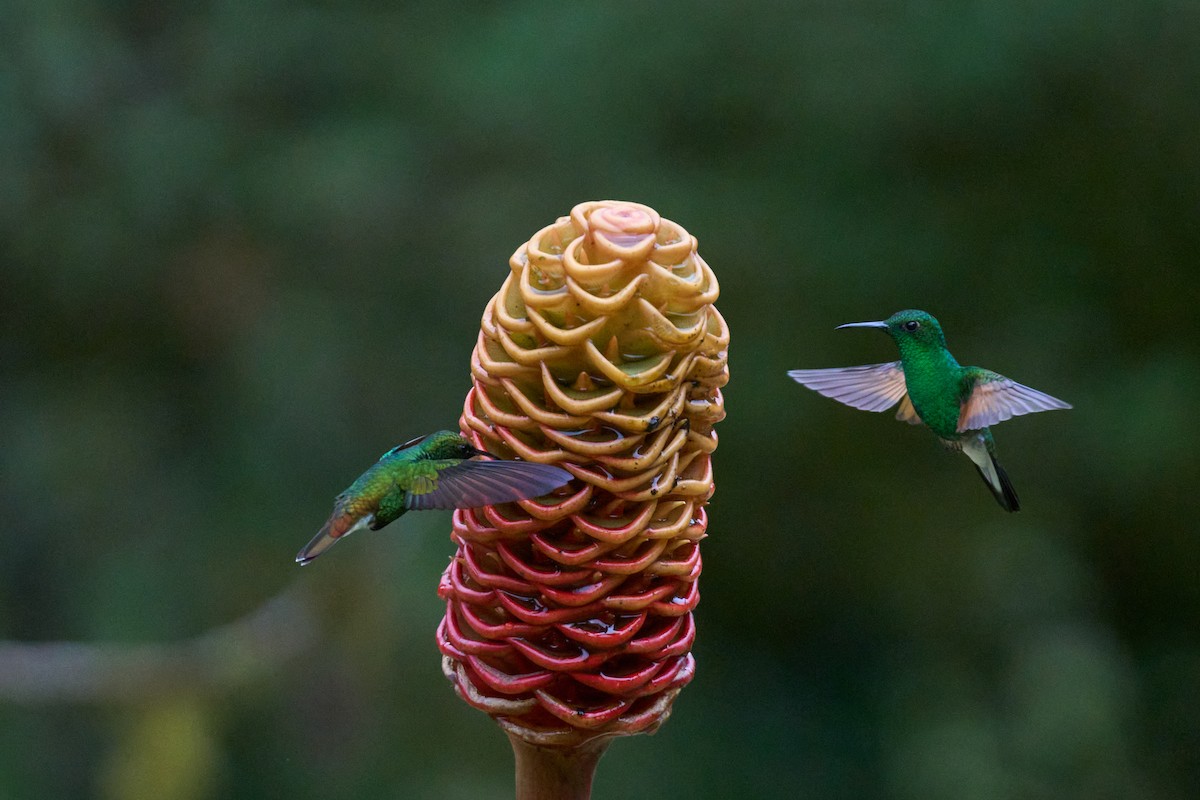 Colibri à épaulettes - ML644079802