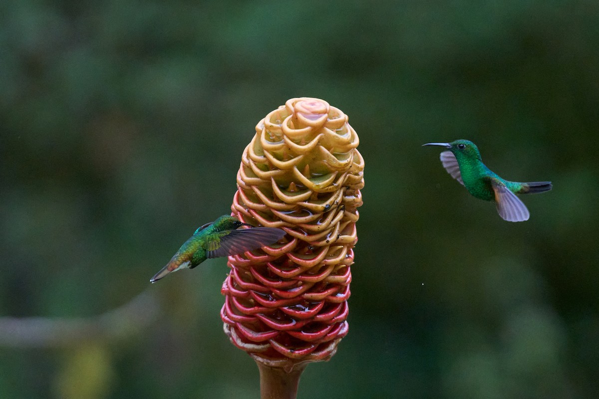 Stripe-tailed Hummingbird - ML644079803
