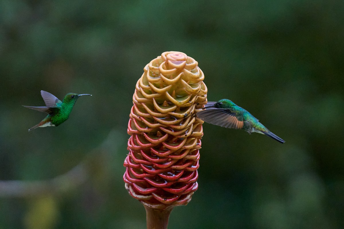 Colibri à épaulettes - ML644079804