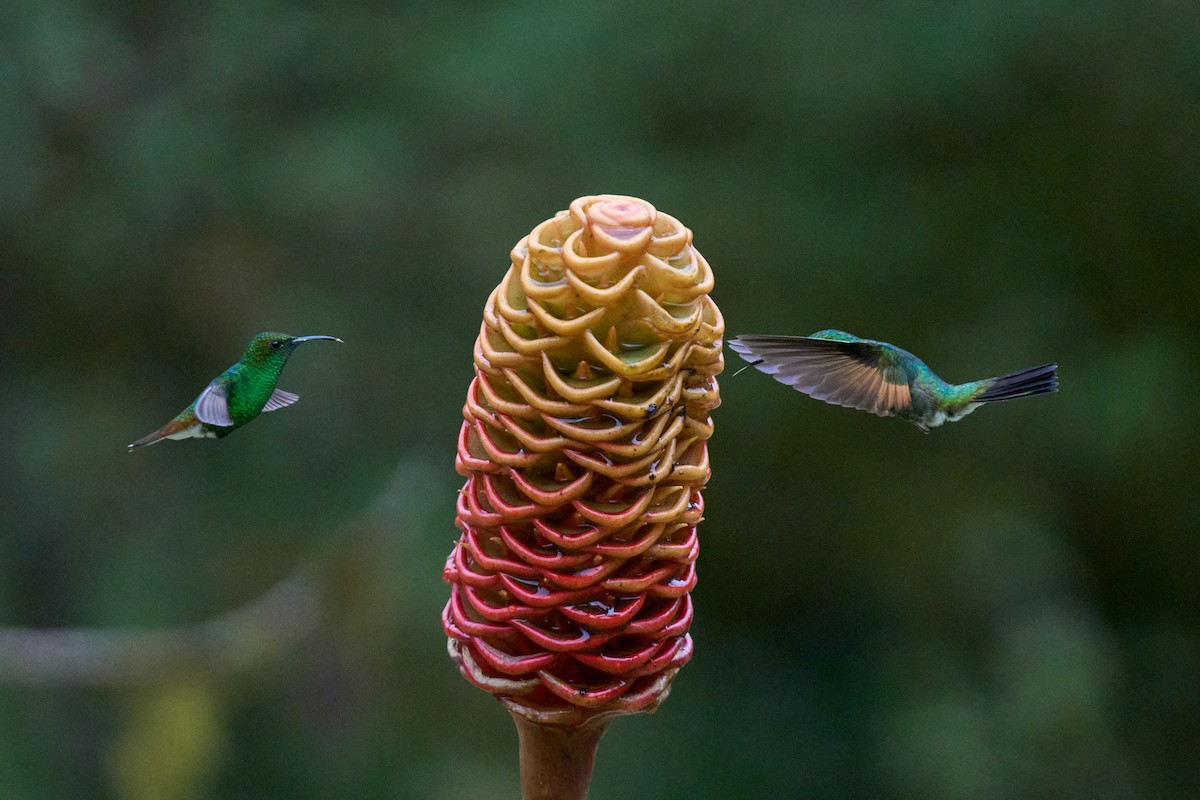 Stripe-tailed Hummingbird - ML644079805