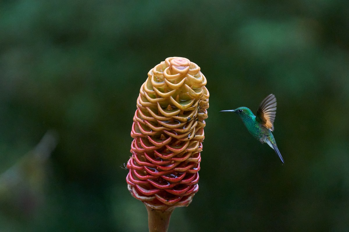 Stripe-tailed Hummingbird - ML644079806
