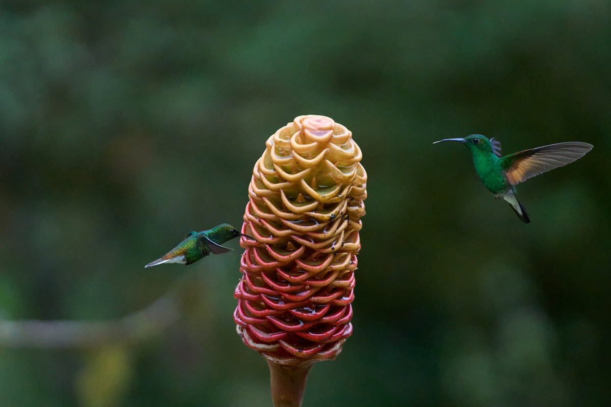 Stripe-tailed Hummingbird - ML644079807