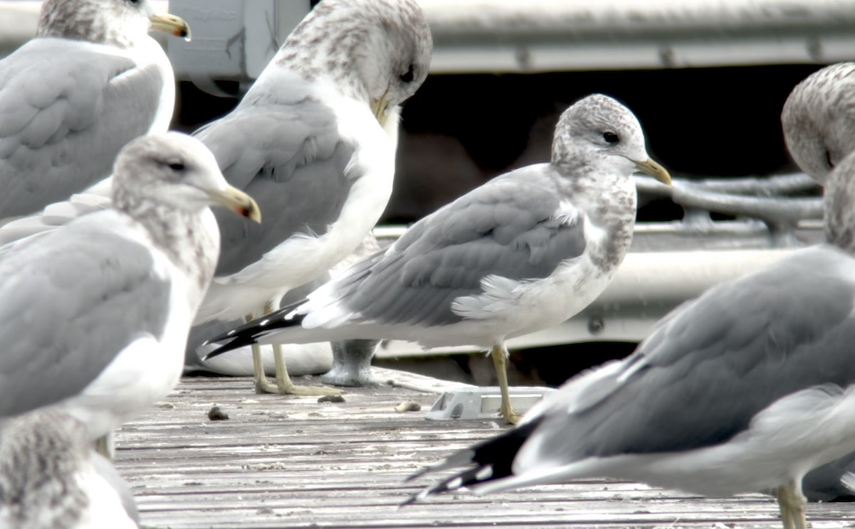 Short-billed Gull - ML644079817