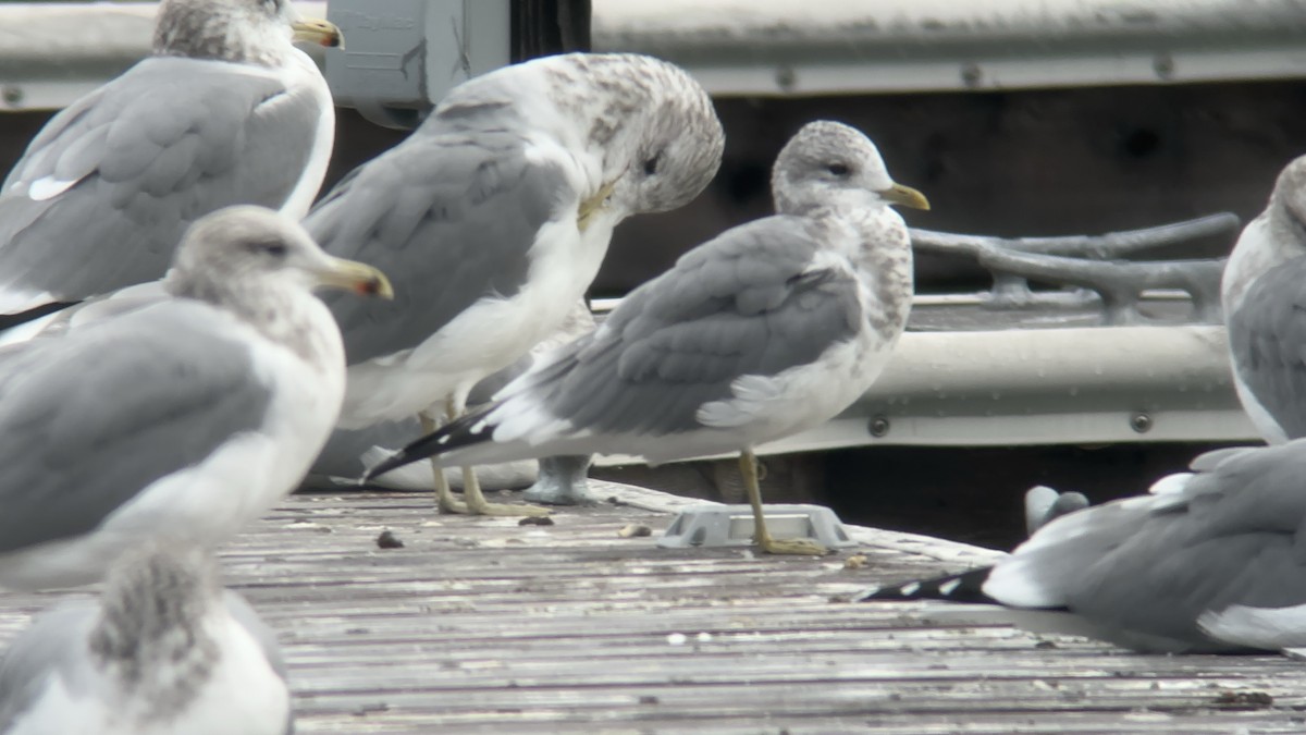 Short-billed Gull - ML644079818