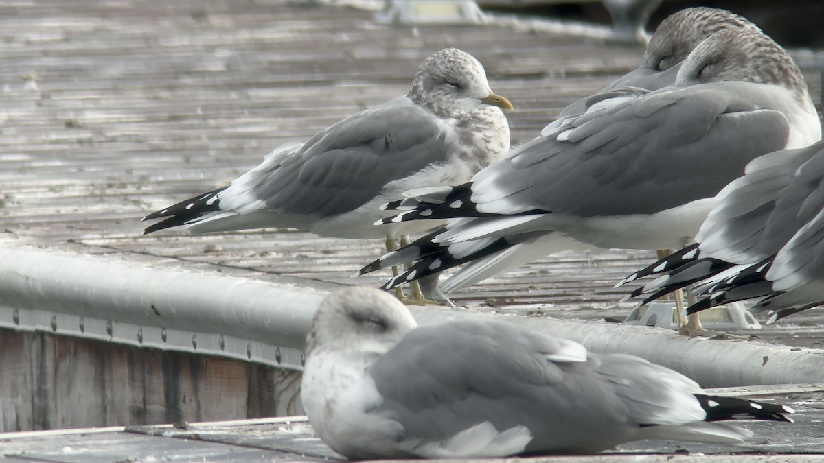 Short-billed Gull - ML644079819
