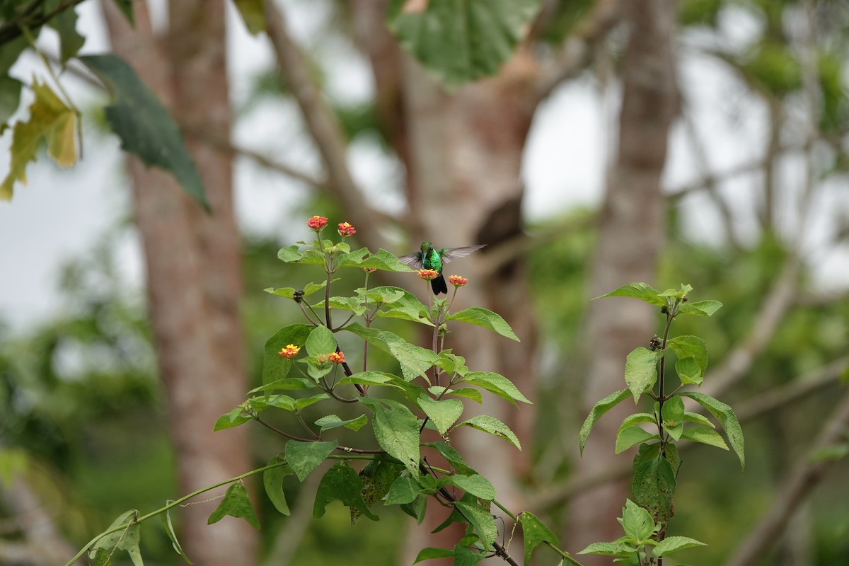 Garden Emerald - ML644079821