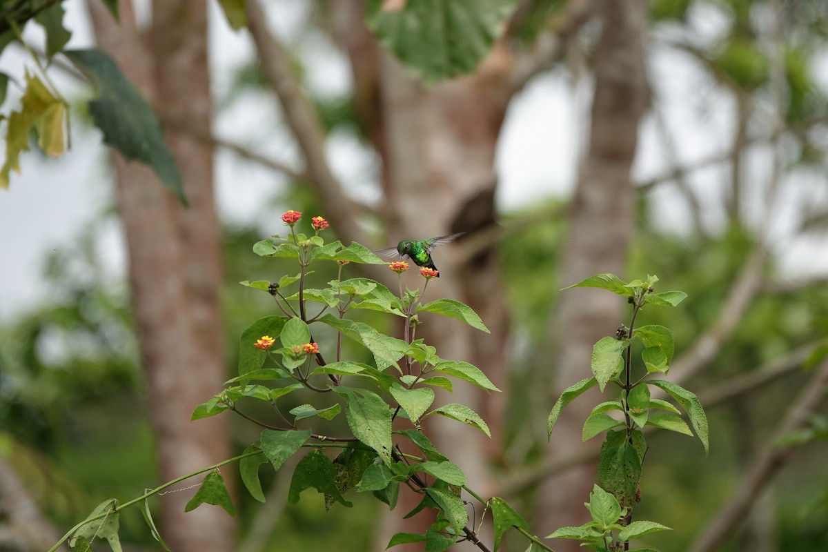 Garden Emerald - ML644079823
